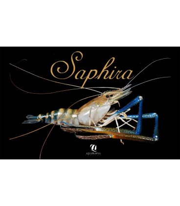Saphira taille 1/2